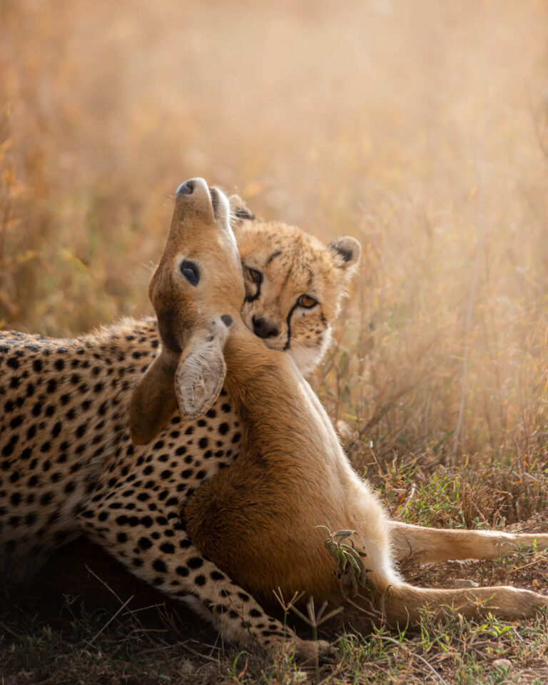 mkomazi