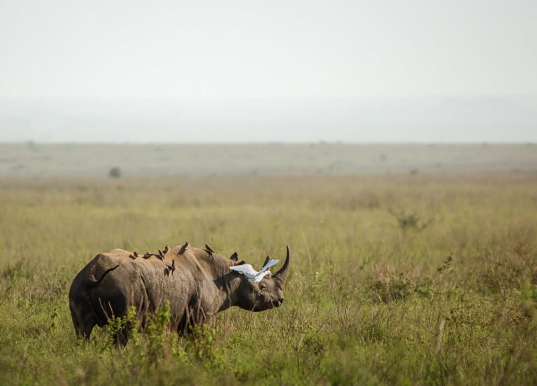 ngoro