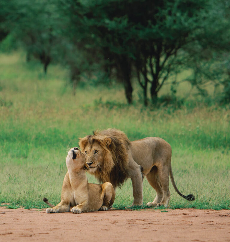 serengeti np